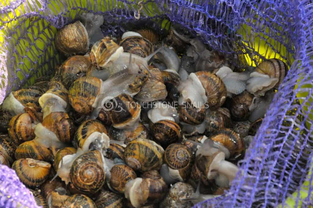 Snail Market - Commercialisation des escargots