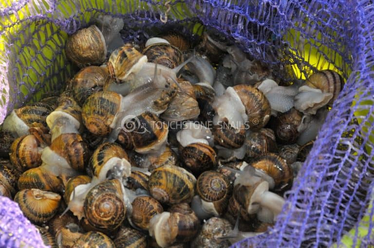 Snail Market Discovering Viability Of Snail Farming